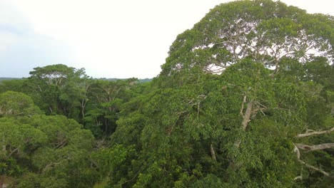 amazon rainforest canopy, top view of amazonia tree