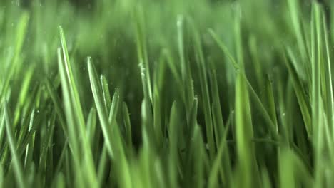 Green-grass-close-up-raindrops-slowly-falling-on-the-grass.