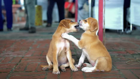 two puppies playing in the sidewalk near delhi, india - wide shot