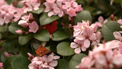 Nahaufnahme-Einer-Biene,-Die-Pollen-Sammelt