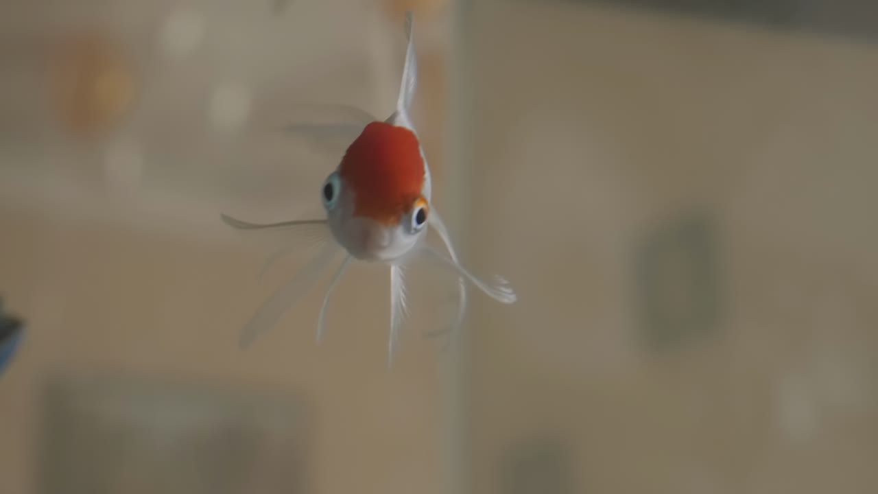 primer plano de crucianos dorados en el acuario