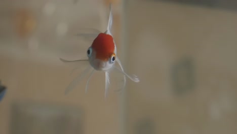 closeup of gold crucians in the aquarium