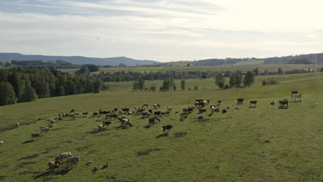 rotating aerial 4k shot of a herd of cows standing on a grassy field in dolní morava, czechia, and grazing on a sunny day with a picturesque countryside in the background