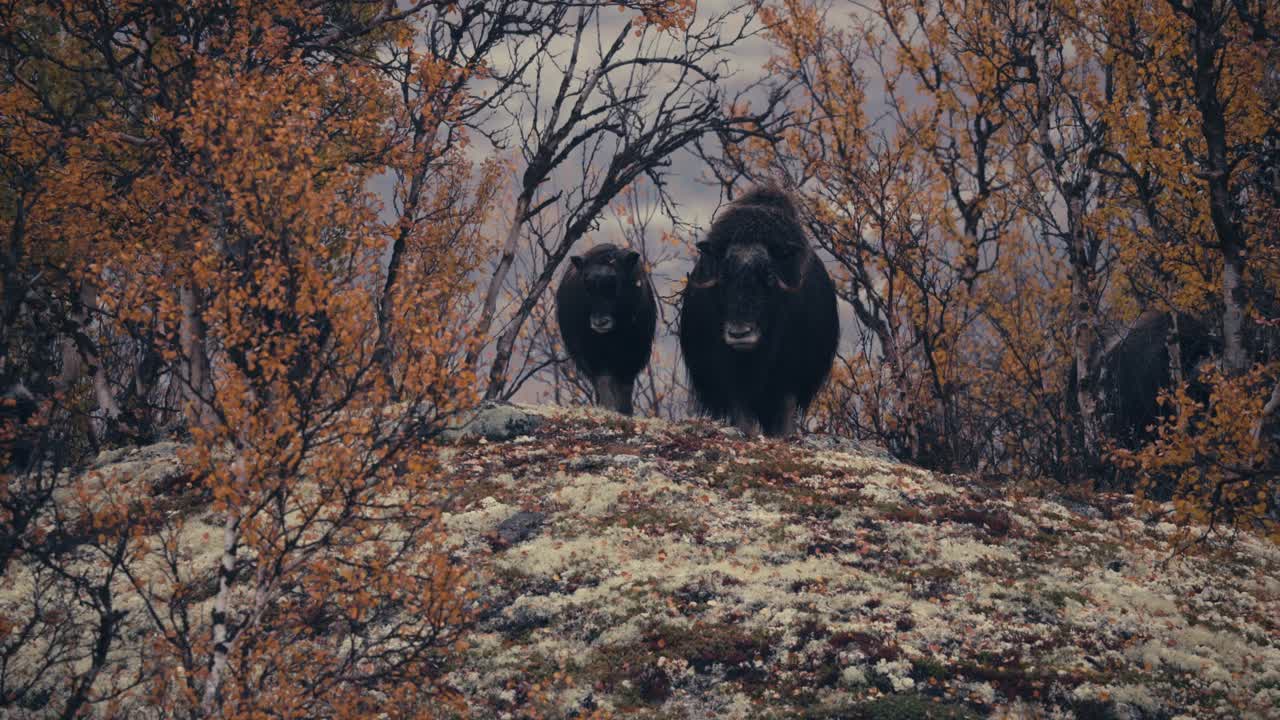 grupo de bueyes almizcleros en el bosque de otoño en dovrefjell, noruega - ancho