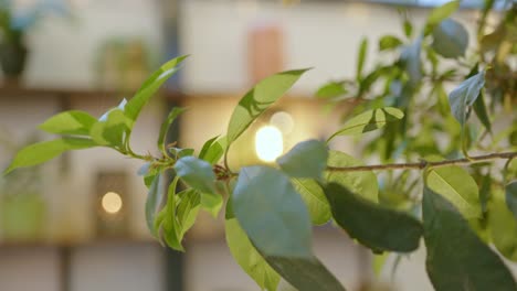 Plantas-En-Una-Cafetería-Contemporánea-En-Amsterdam---Cerrar