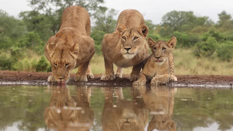 eye-level clip of lionesses and cub pausing to look past the camera while drinking at zimanga, south africa