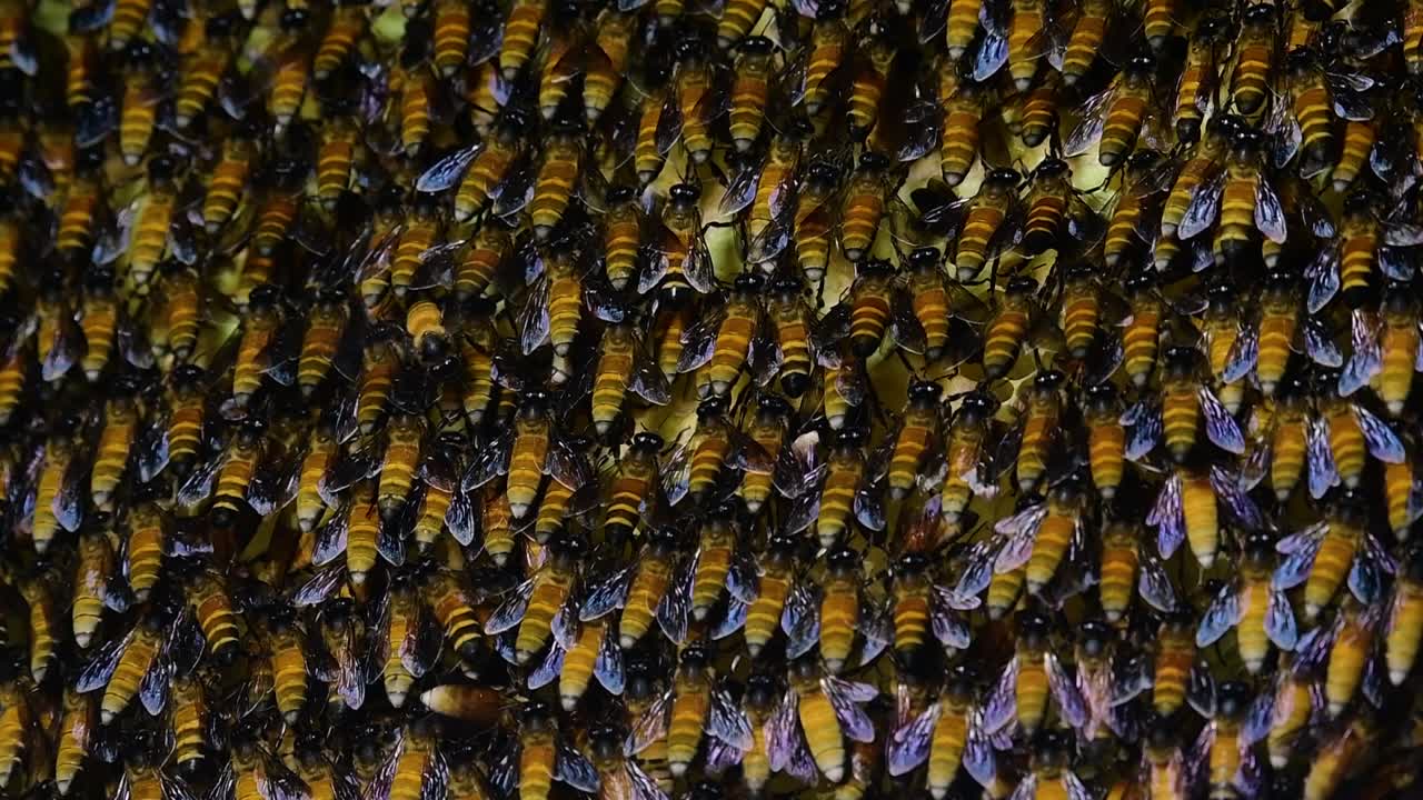 se sabe que las abejas melíferas gigantes construyen grandes colonias de nidos con bolsillos simétricos hechos de cera para almacenar miel como fuente de alimento.