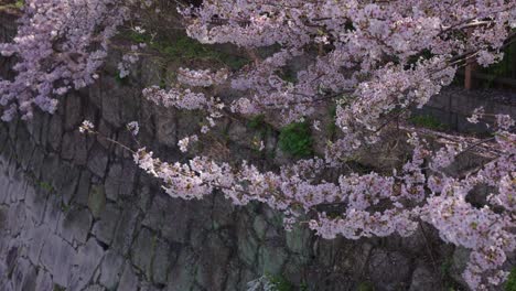 atracción turística popular en japón