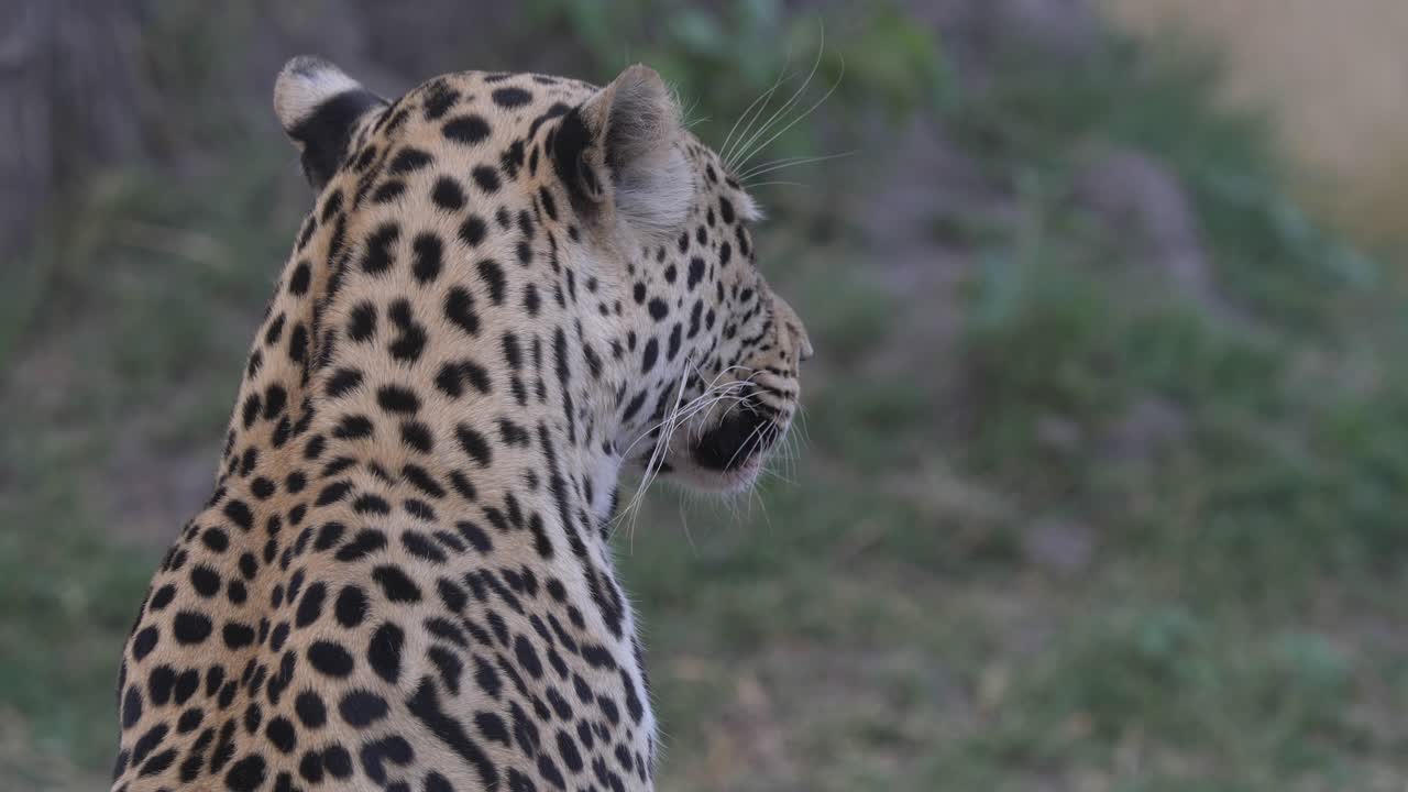 retrato de un joven leopardo por detrás, levantándose y caminando junto a su presa
