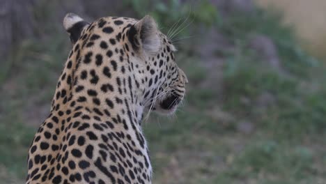 Retrato-De-Un-Joven-Leopardo-Por-Detrás,-Levantándose-Y-Caminando-Junto-A-Su-Presa