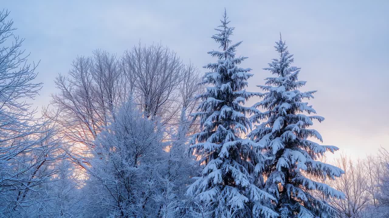 Showing two tall fir trees and bare deciduous trees warming under rising sunrise glow at treeline