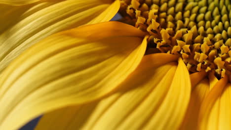 sunflower: petals, stem, and abstract views