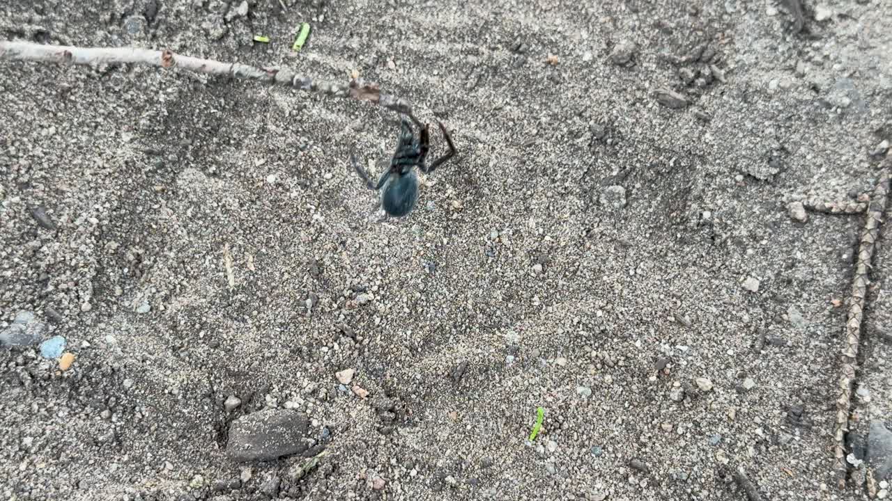 Wolf spider moves over sandy soil, natural daylight, handheld camera, close-up wildlife perspective