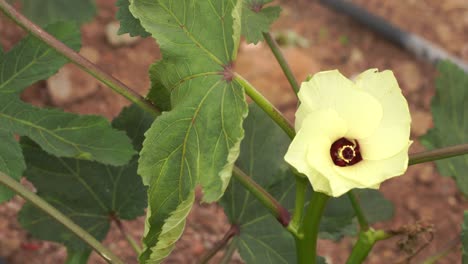 primer plano de bhindi fresco, dedos de dama, okra vegetal verde abelmoschus esculentus con flores que crecen en la granja contra fondo verde en enfoque selectivo de kutch, gujarat, india, asia