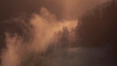 Mountain-fog-rolling-through-pine-trees-at-sunset