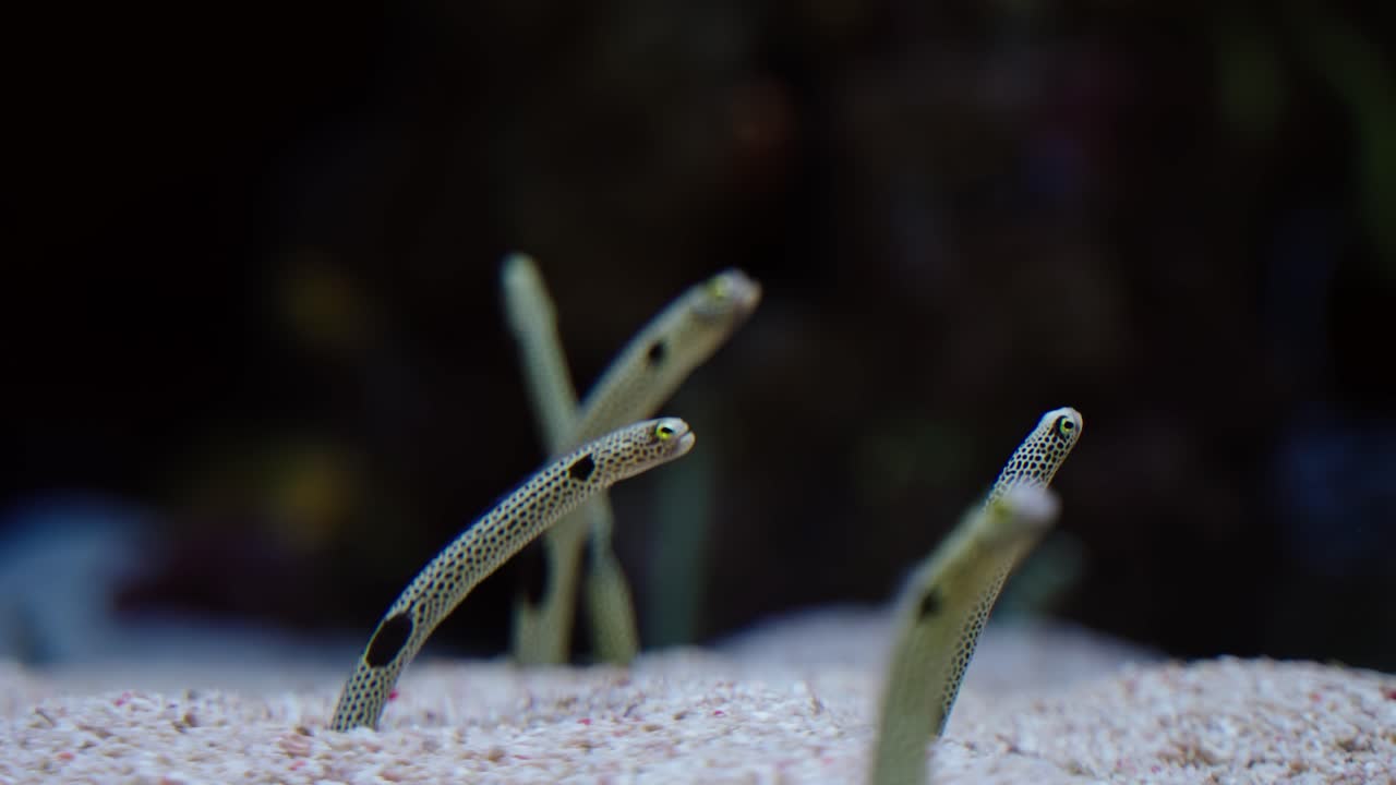 Several spotted garden eels (Heteroconger hassi) emerge vertically from the sandy seabed, swaying gently in the water