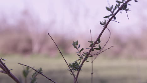 a muted hunter walking in the woods