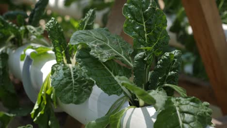 Hojas-Naturales-Frescas-De-Espinacas-Que-Crecen-En-Un-Jardín