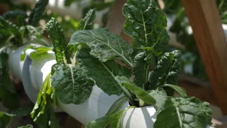 fresh natural leaves of spinach growing in a garden