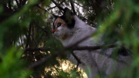 attentive camouflaged cat watching carefully and staying alert on hunting from tree