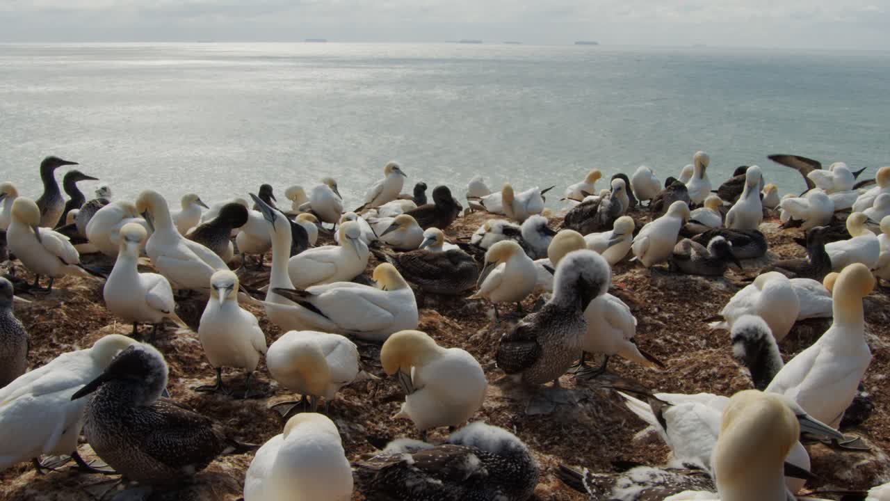 innumerables aves gannet sentadas en la costa del océano, vista estática