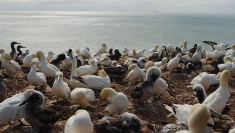 Recuento-Interminable-De-Pájaros-Alcatraces-Sentados-En-La-Costa-Del-Océano,-Vista-Estática