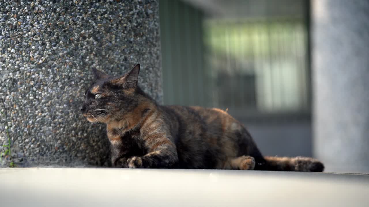 A Stray Cat in Maokong Lying down