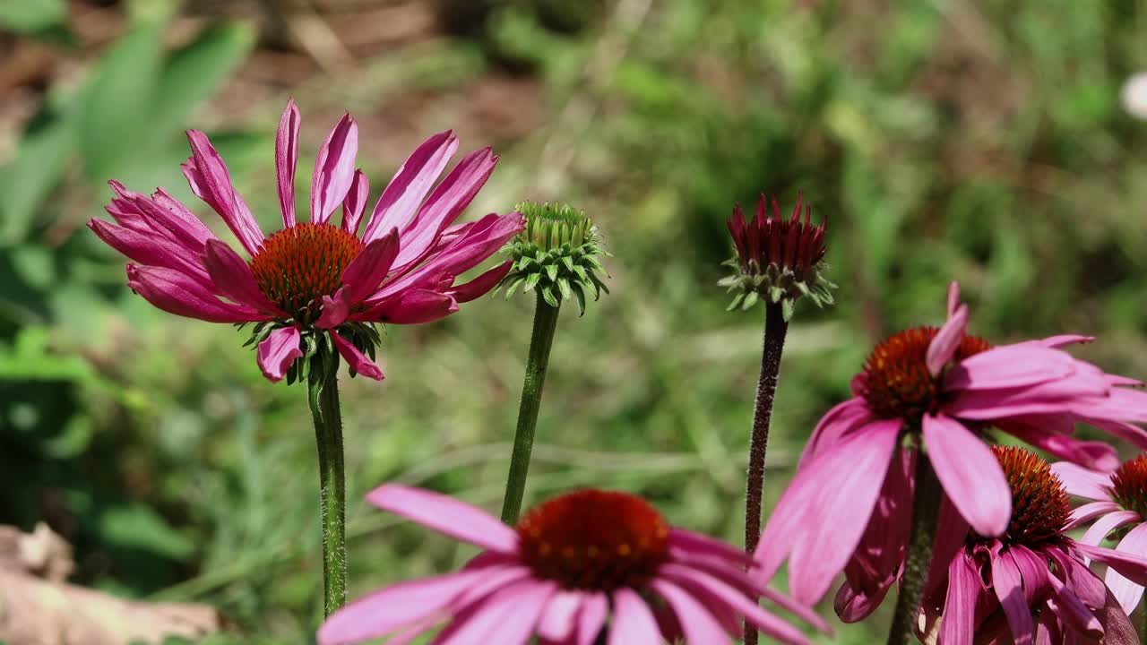 Pink coneflowers moving in the wind with cabbage white butterfly fluttering by