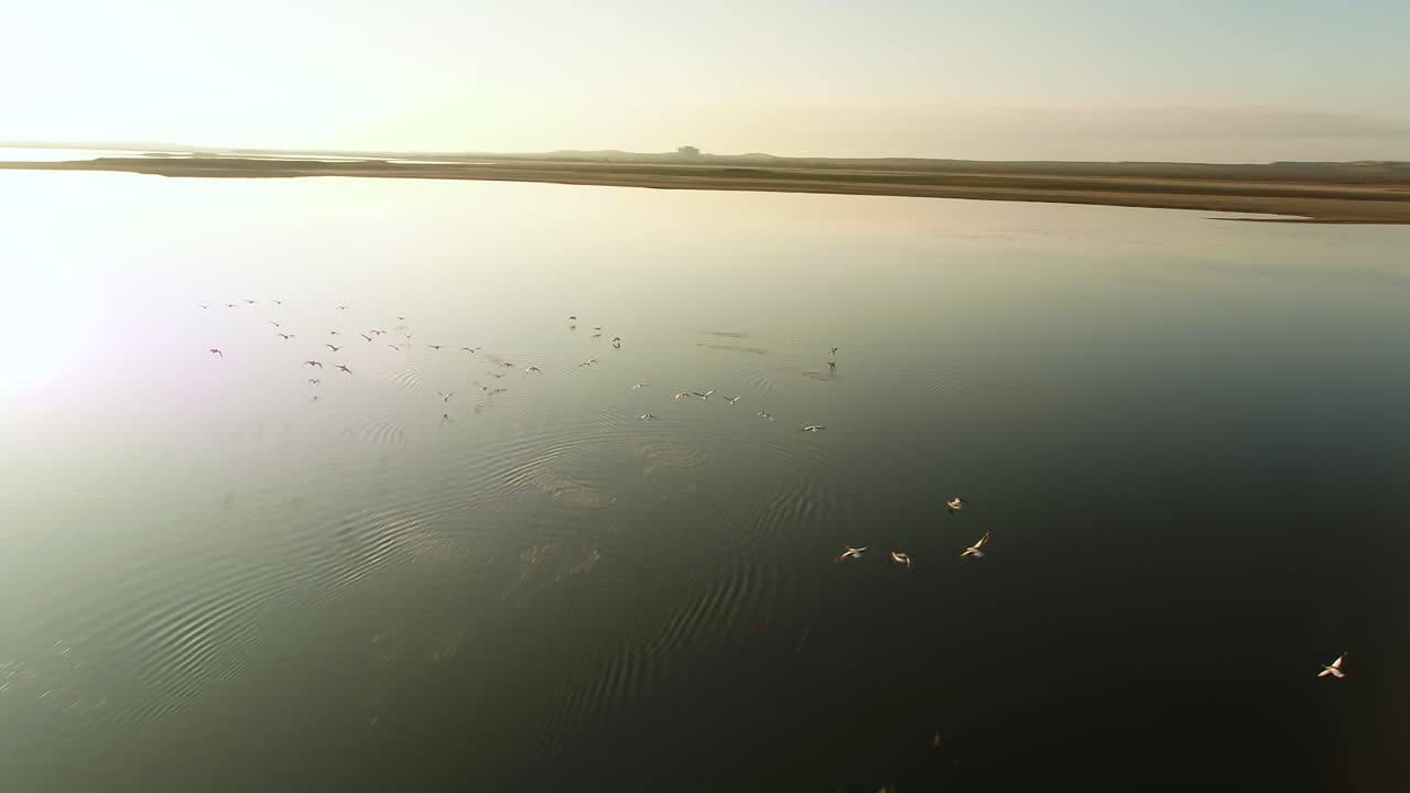 pájaros volando sobre un lago tranquilo al amanecer o al atardecer