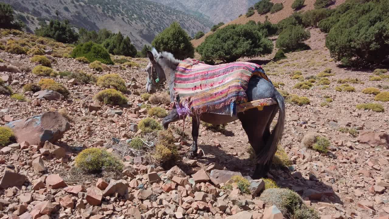 Kantojuhta värikkäällä huovalla kävelee kivisessä maastossa Korkean Atlas-vuoriston lähellä Imlilissä, Marokossa, kuvastaen perinteistä vuoristokuljetusta karussa maisemassa Toubkal-vuoren tuntumassa.