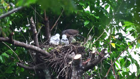 Las-águilas-Azor-Con-Cresta-De-Bebé-De-Plumas-Blancas-Están-De-Pie-Siendo-Alimentadas-Por-Su-Madre