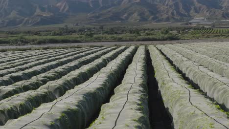 Aerial-pull-back-over-a-netted,-protected-orange-grove-with-citrus-trees-on-a-summer-day