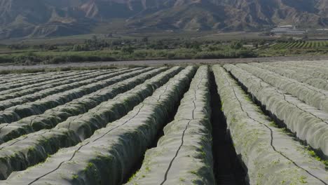 retiro aéreo sobre un nido, protegido naranjo con árboles de cítricos en un día de verano