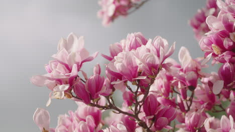 las flores de un árbol de magnolia en primavera