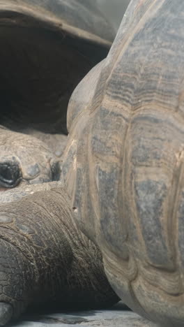 giant tortoises in the wild. portrait of huge reptiles. exotic animals of africa
