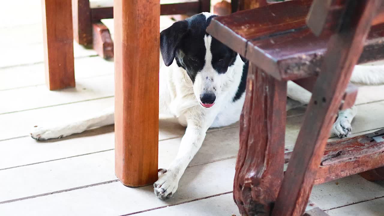 A black and white dog rests under a wooden table on a sunlit patio, creating a peaceful and serene atmosphere