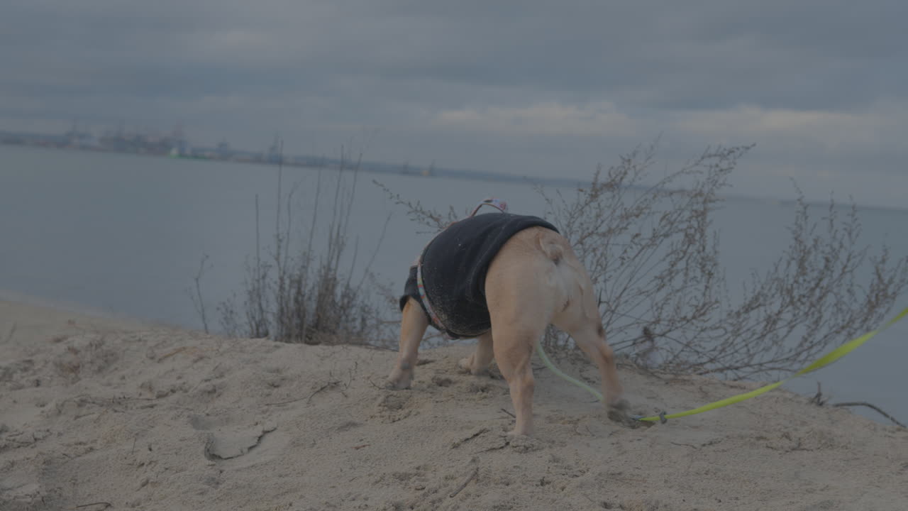 프렌치 불독이 해변에 흩어져 있는 나뭇가지를 물다