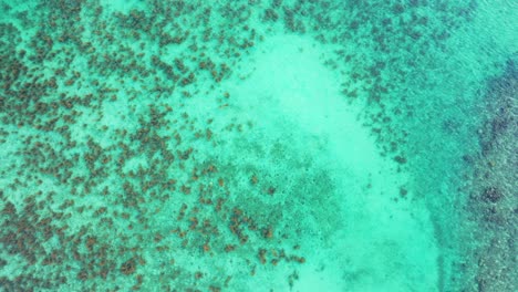 coral bleaching and global warming