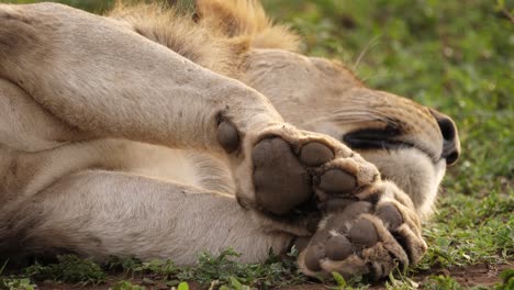 Close-up-pull-focus-from-sleeping-African-Lion-face-to-his-huge-paws