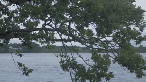 Oak-tree-branches-stretch-out-over-river,-Jib-parallax-shot