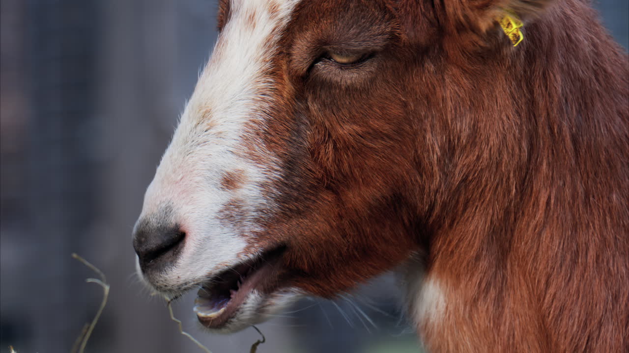 Close up of a Brown and white goat eating hay