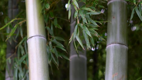 In-Japan,-bamboo-is-a-very-important-plant-as-it-is-used-for-different-purposes,-from-architecture-to-everyday-kitchen-utensils