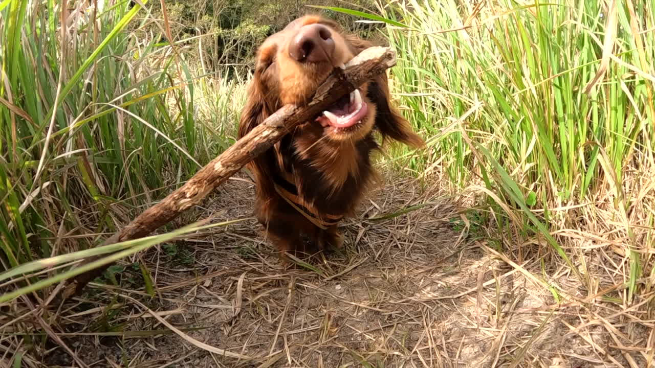 긴 풀밭에서 밖에서 장난을 치는 소시지 개