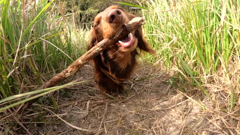 sausage dog chewing on a trick outside in the long grass