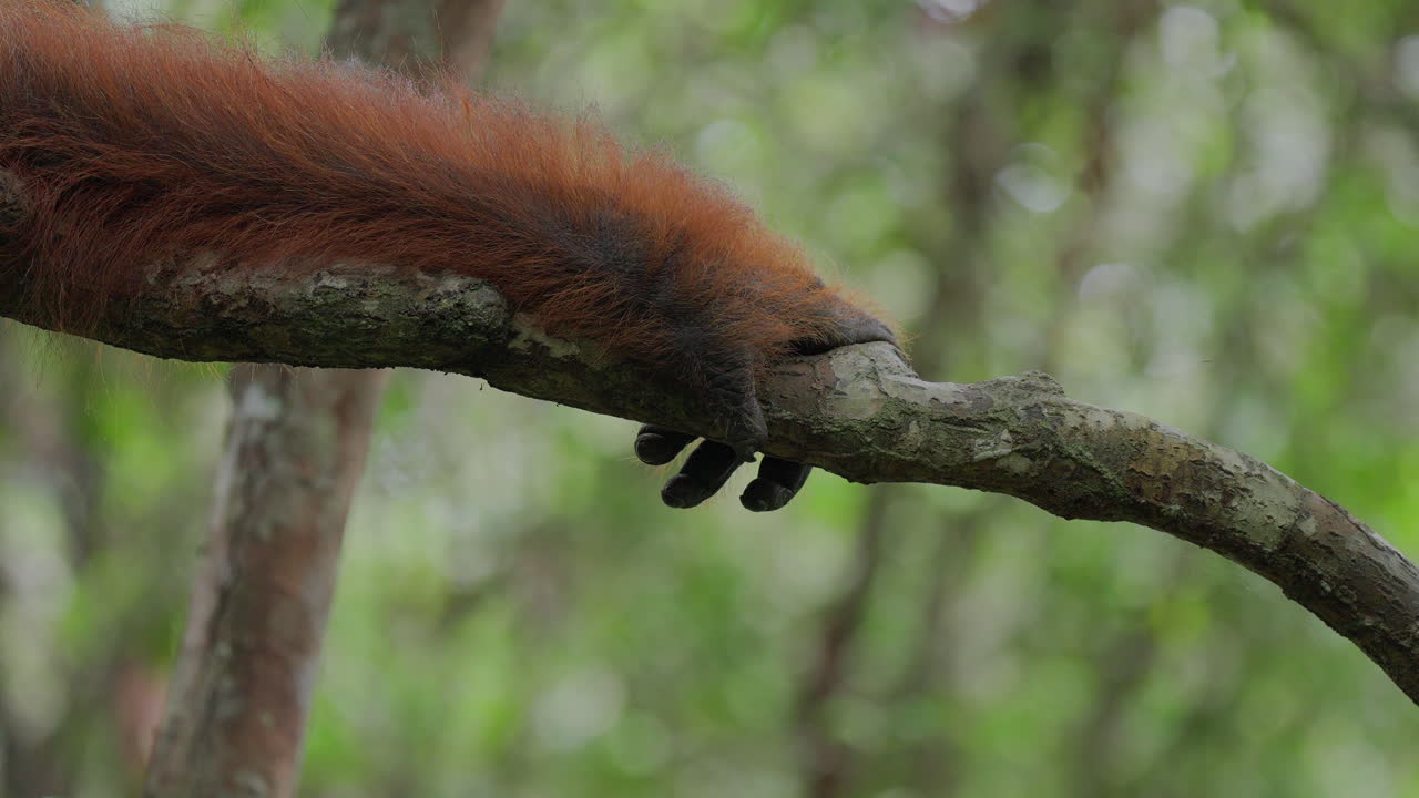 Orangutan on a branch