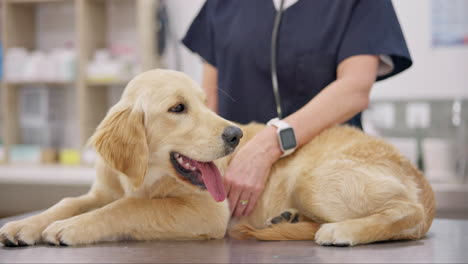hands, dog and stethoscope for breathing