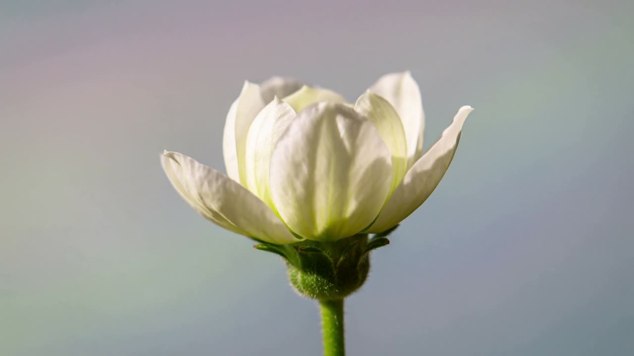 縮時攝影：一朵白色層疊花朵在攝影棚內綠色花莖上緩緩綻放至近乎盛開
