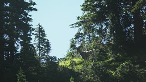 El-Borrego-Cimarrón-Es-Un-Avistamiento-Común-A-Lo-Largo-Del-Sendero-Highline-Y-El-Paso-Logan-En-El-Parque-Nacional-Glaciar-Montana,-América-Del-Norte