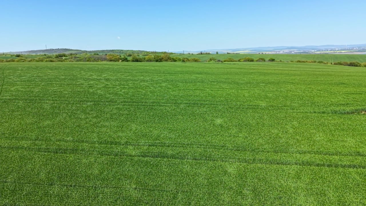 Wheat field in a rural area with blue sky and distant hills during daytime