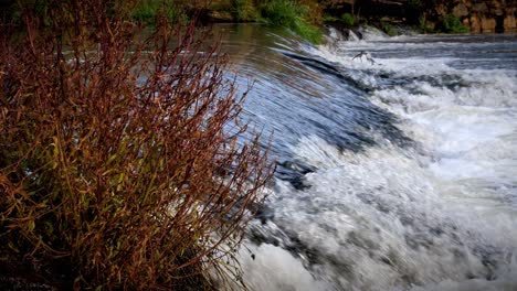 closeup of water cascading over a weir on the river exe in exeter, devon with a browning autumn shrub in the foreground